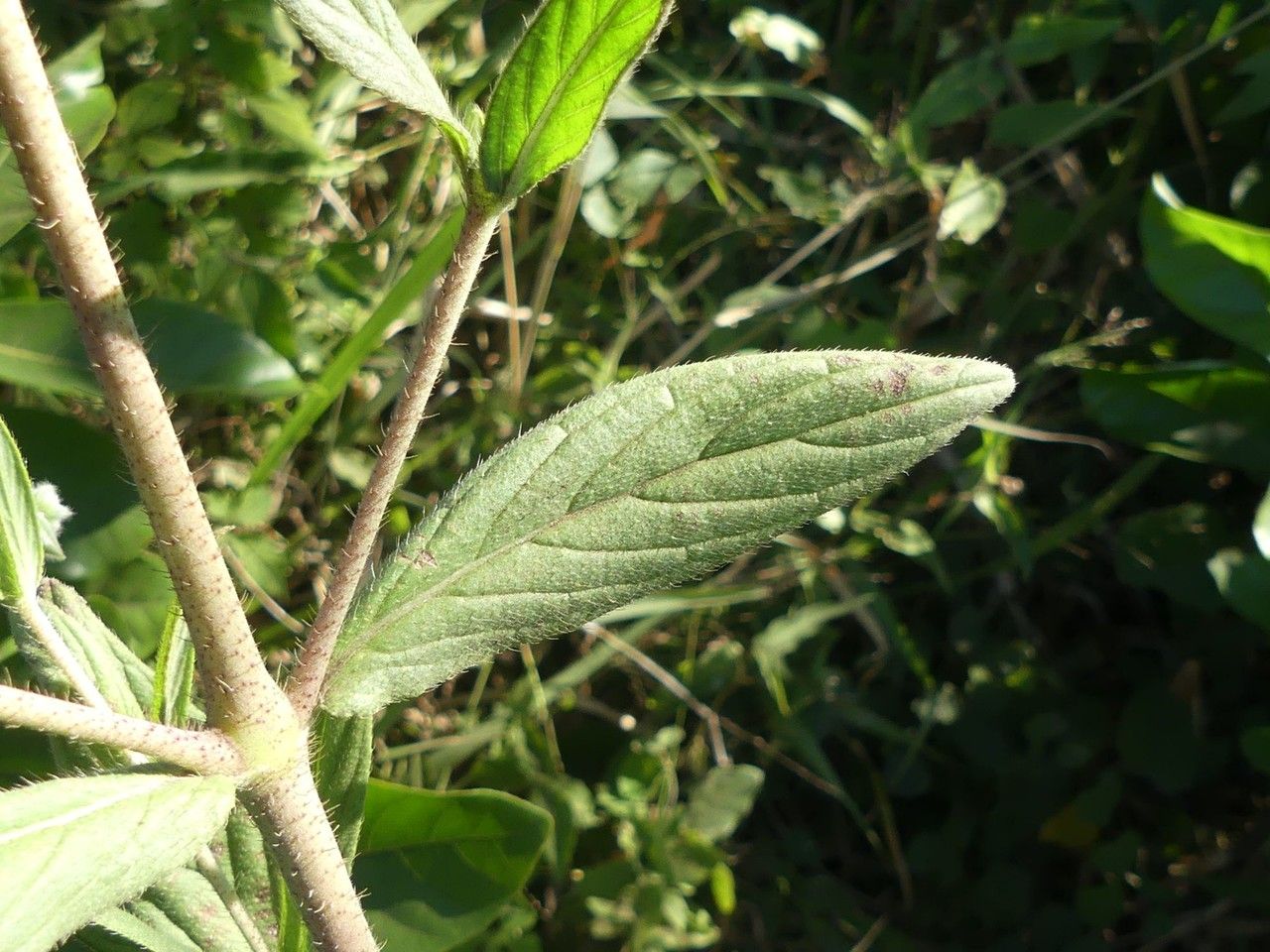 Trichodesma zeylanicum — search result for 'Boraginaceae'