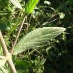 Trichodesma zeylanicum