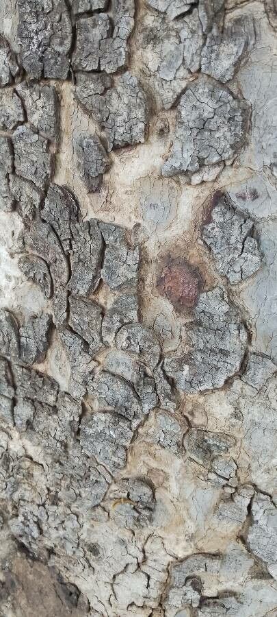 Baikiaea plurijuga bark