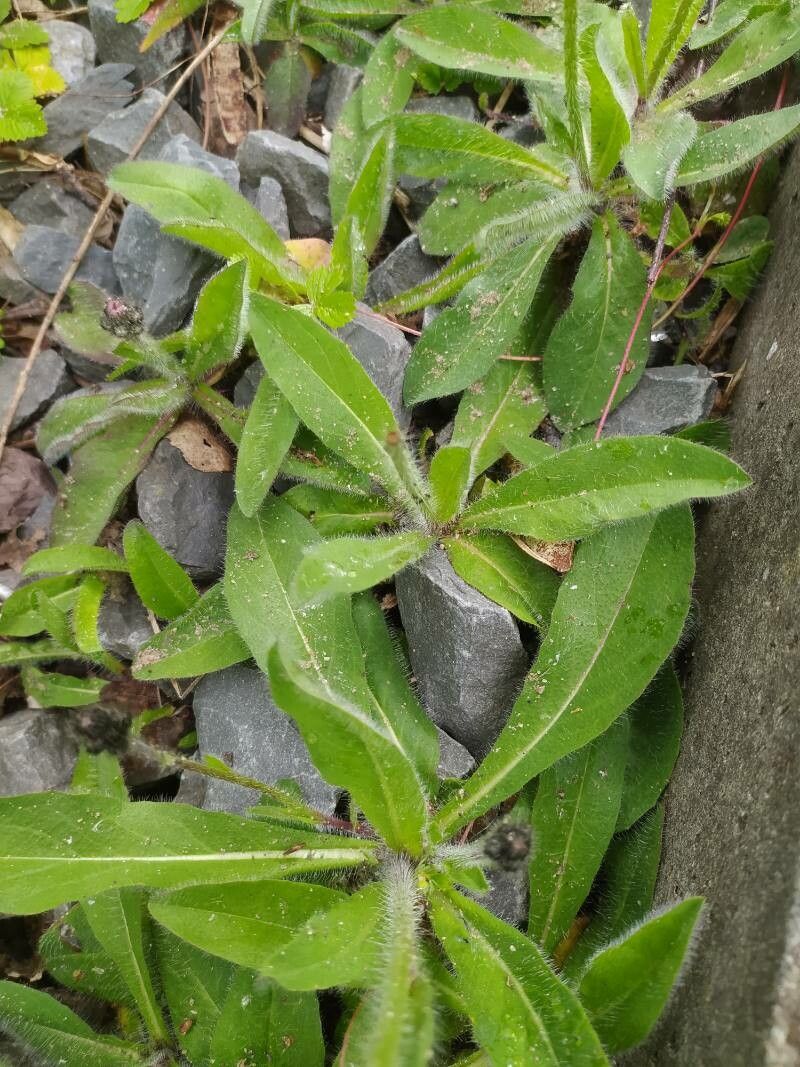 Hieracium aurantiacum — search result for 'Pilosella'
