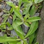 Hieracium aurantiacum