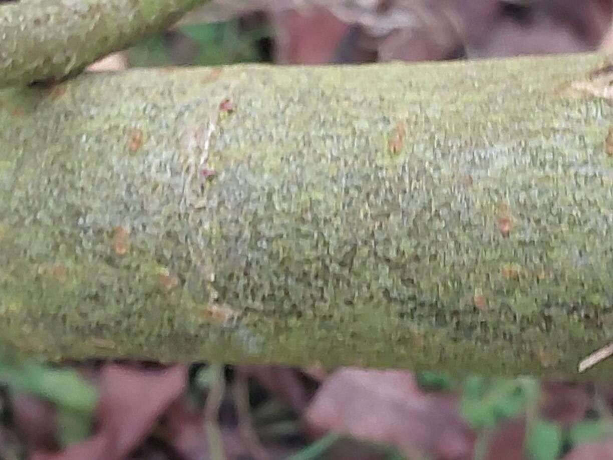 Salix elaeagnos — search result for 'Elaeagnus'