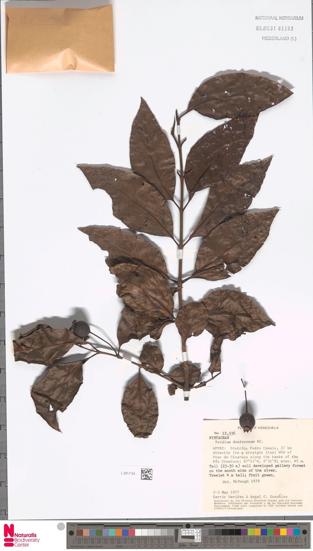 Psidium densicomum fruit