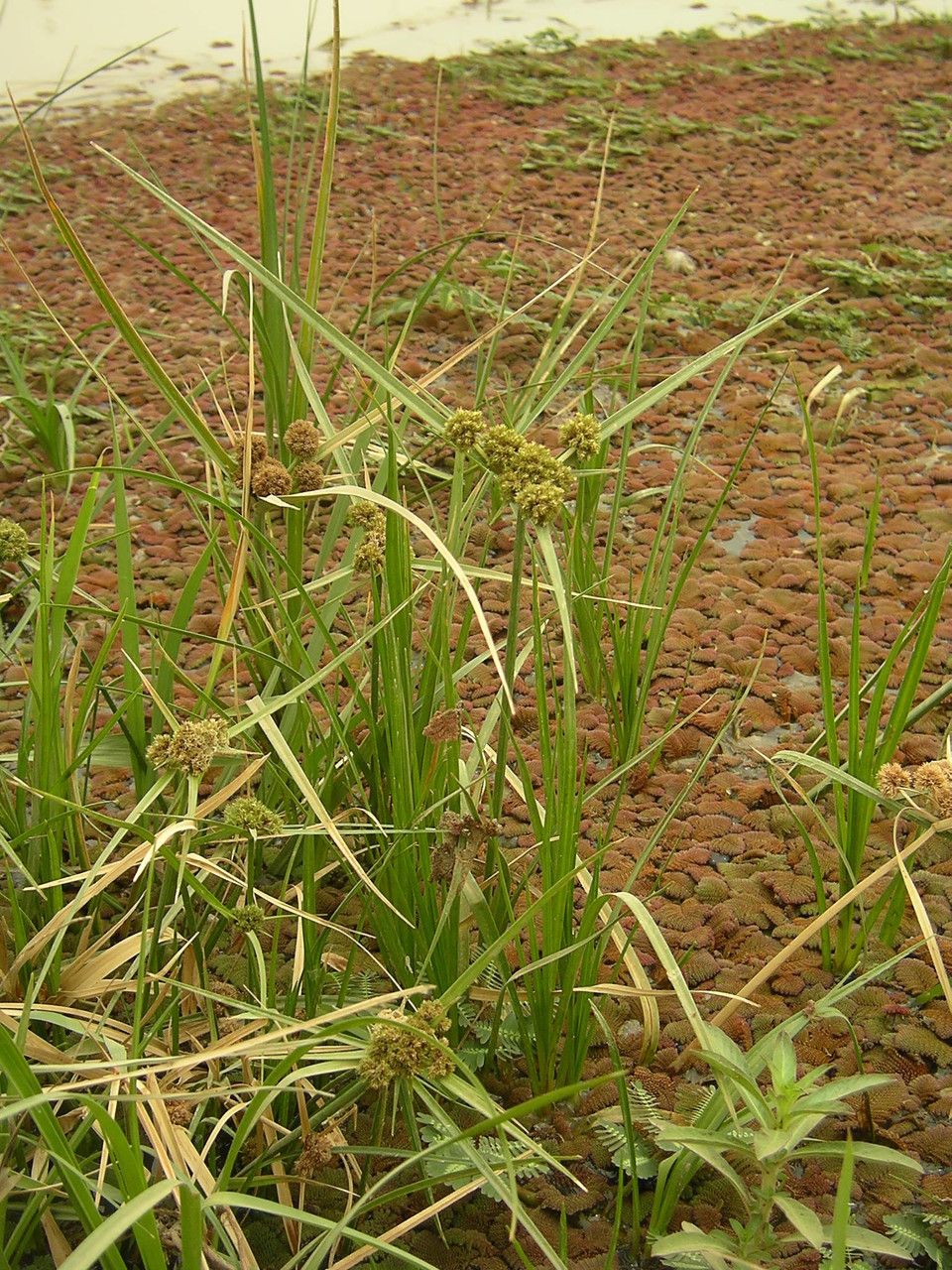 Cyperus blepharoleptos habit