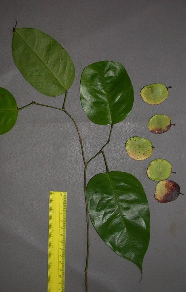 Dalbergia ovalis other