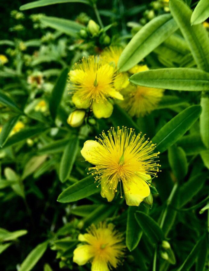 Hypericum kalmianum flower