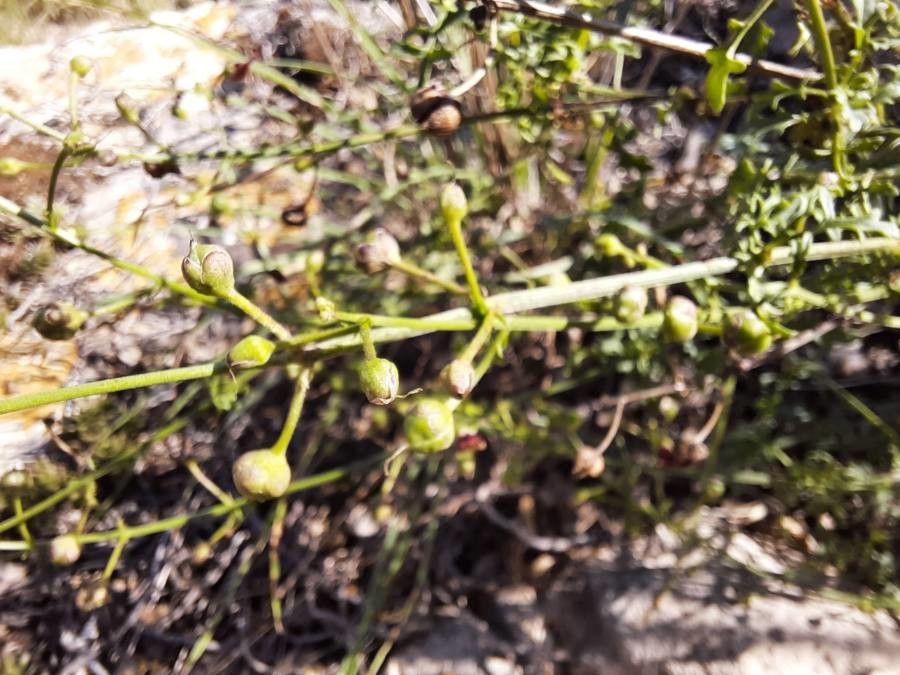 Scrophularia provincialis fruit