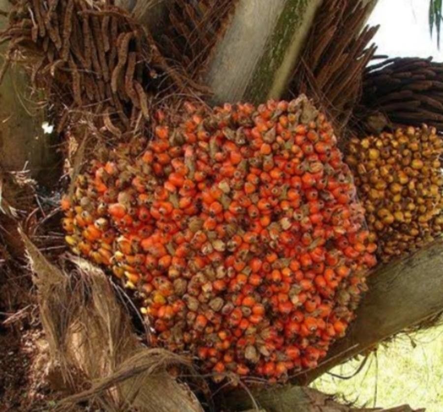 Elaeis oleifera fruit