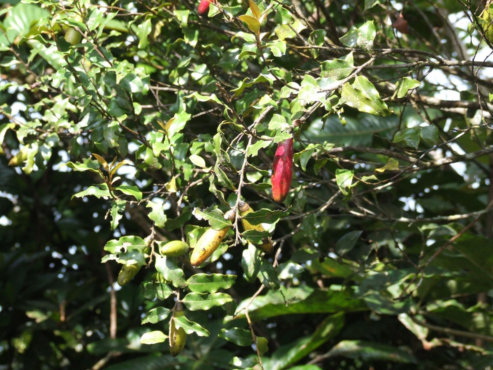 Diospyros oubatchensis fruit