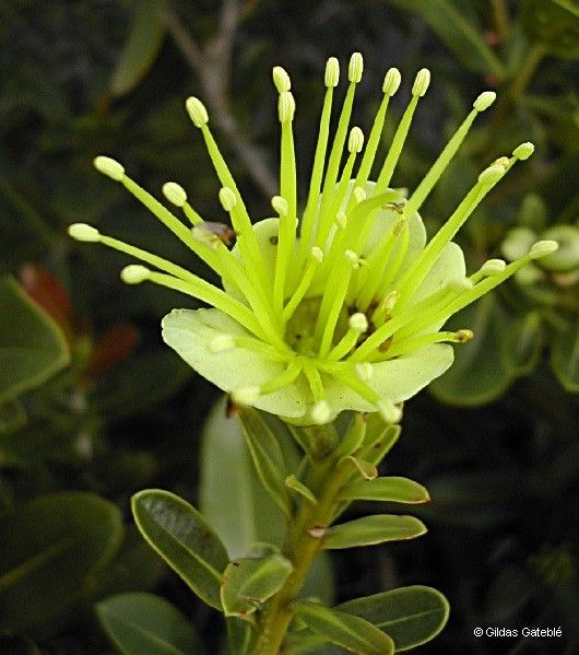 Xanthostemon laurinus flower