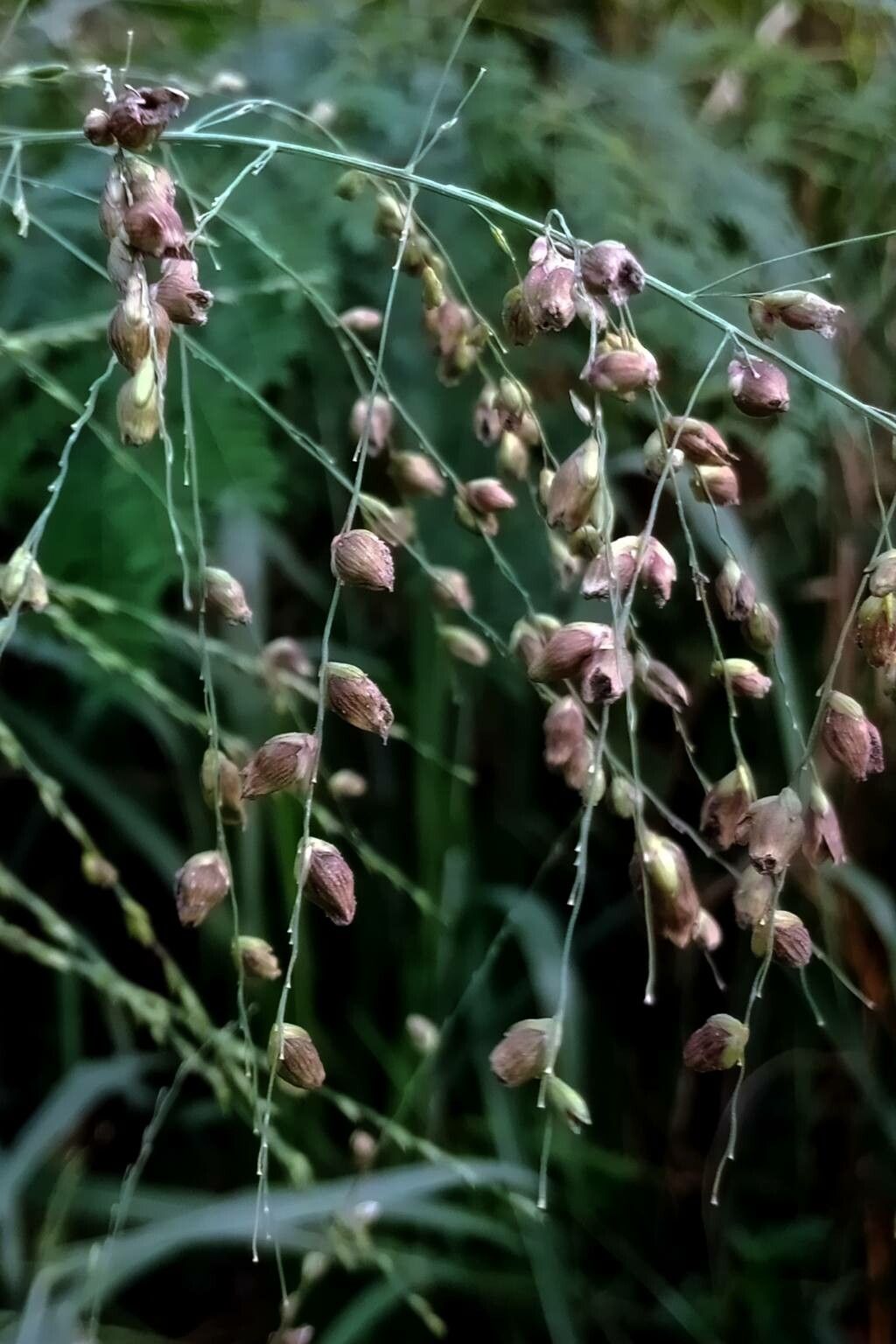 Panicum virgatum fruit