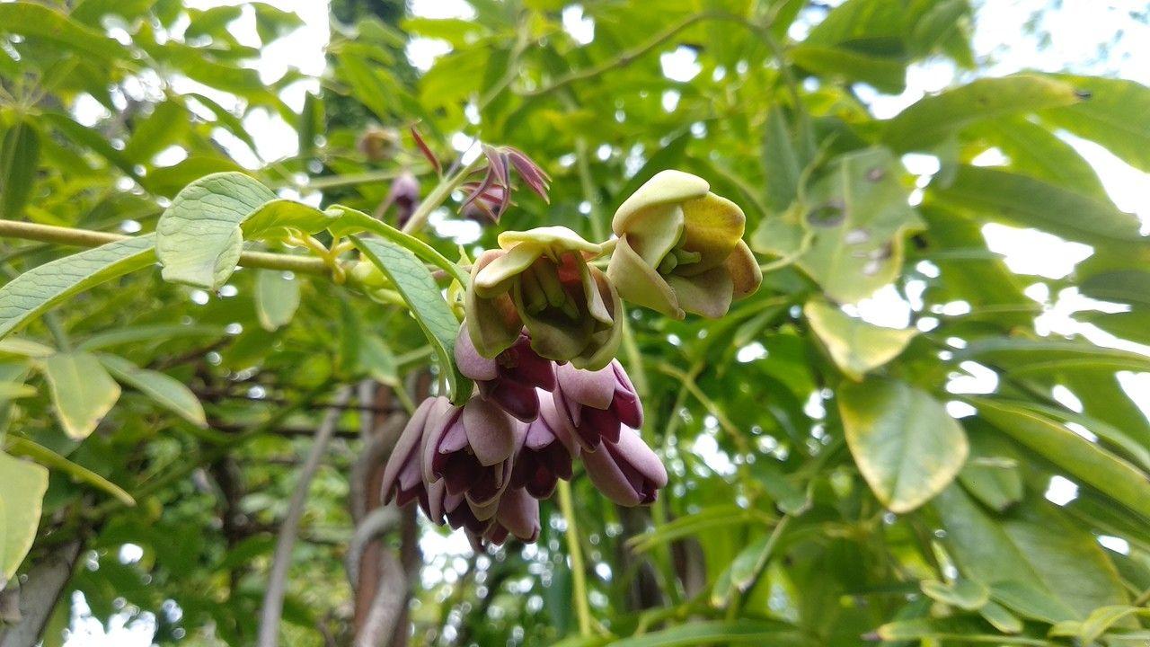 Holboellia latifolia flower