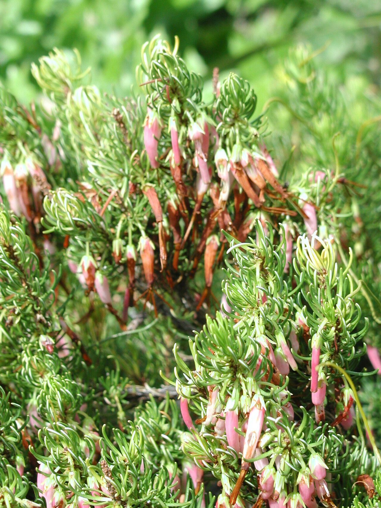 Erica plukenetii — search result for 'Erica'