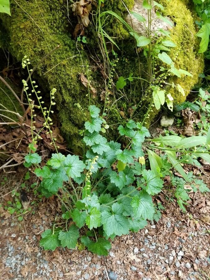 Mitella breweri — related species from the same genus