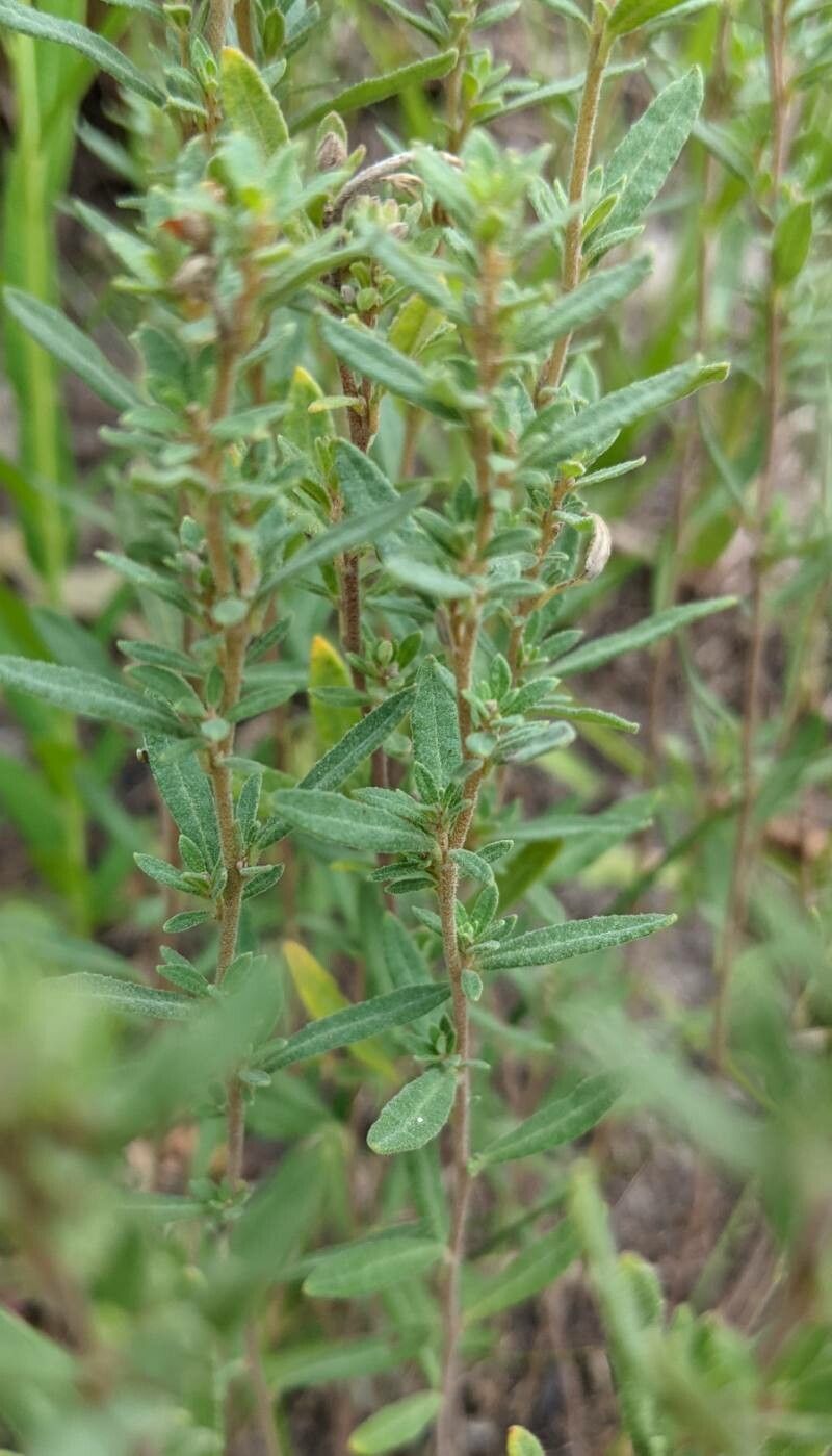 Crocanthemum bicknellii leaf