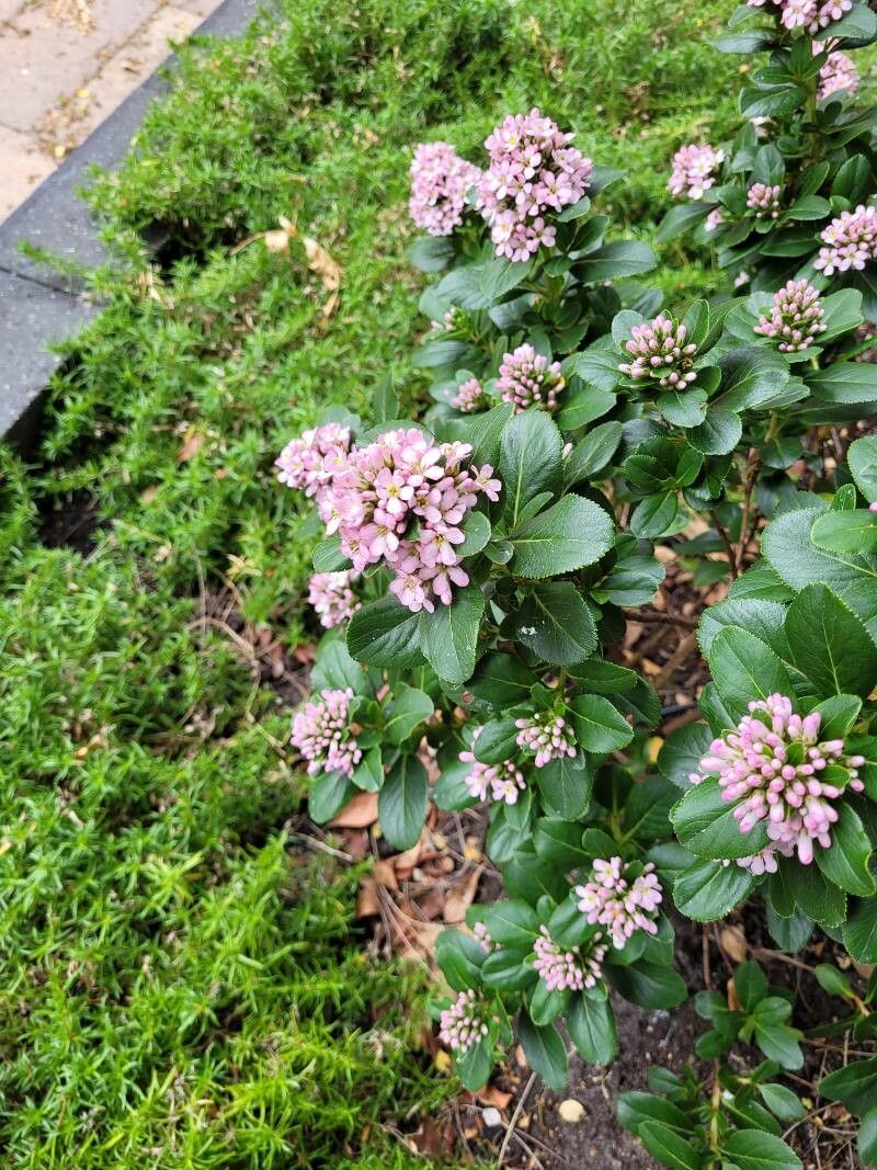 Escallonia laevis flower