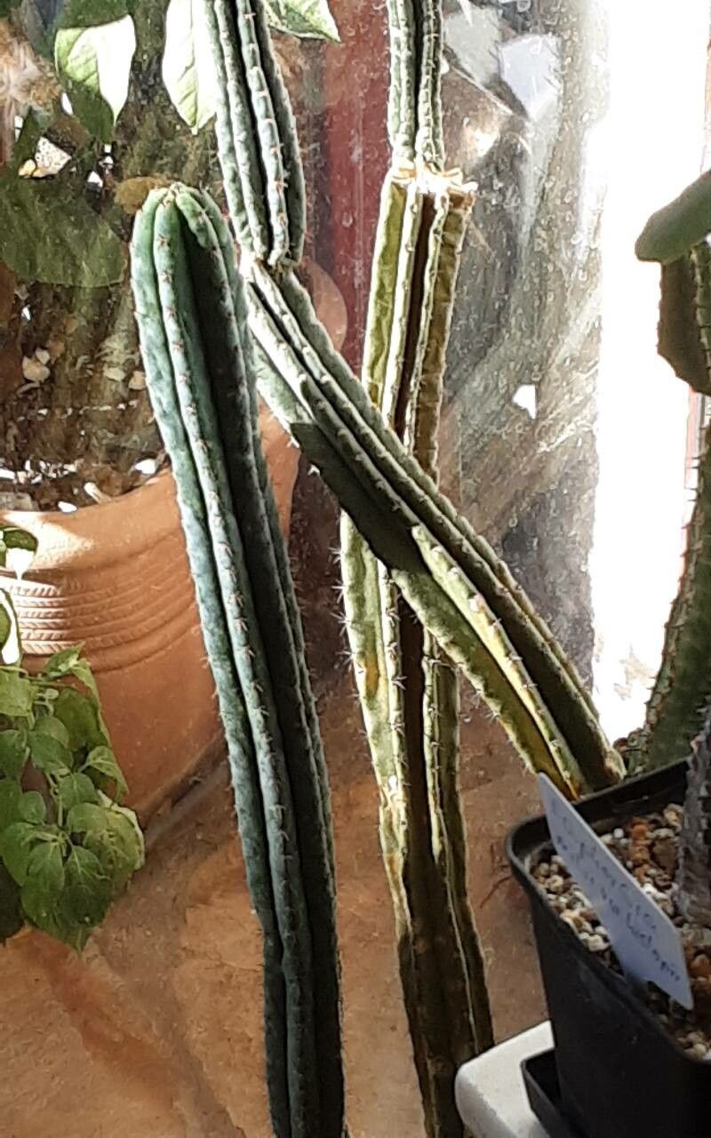 Echinopsis lageniformis bark