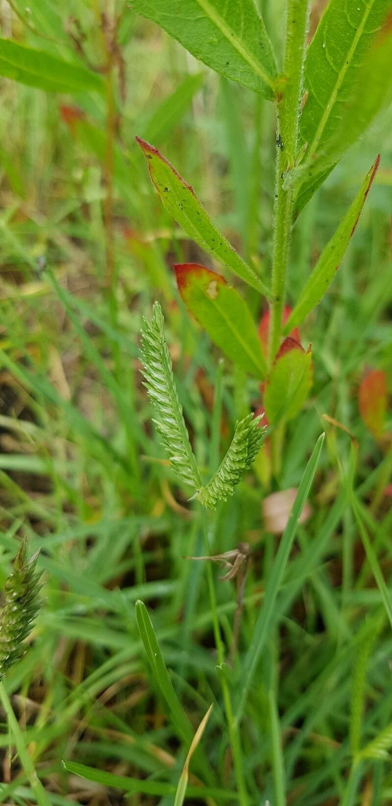 Eleusine tristachya flower