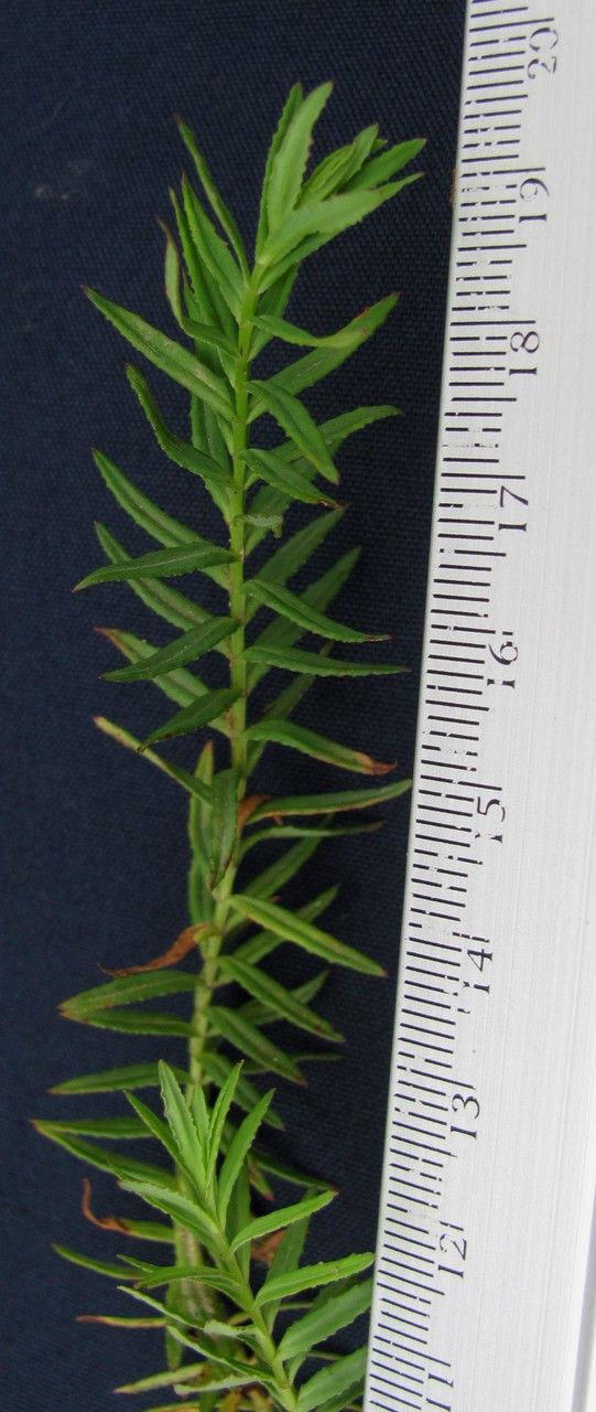 Hypericum thesiifolium other