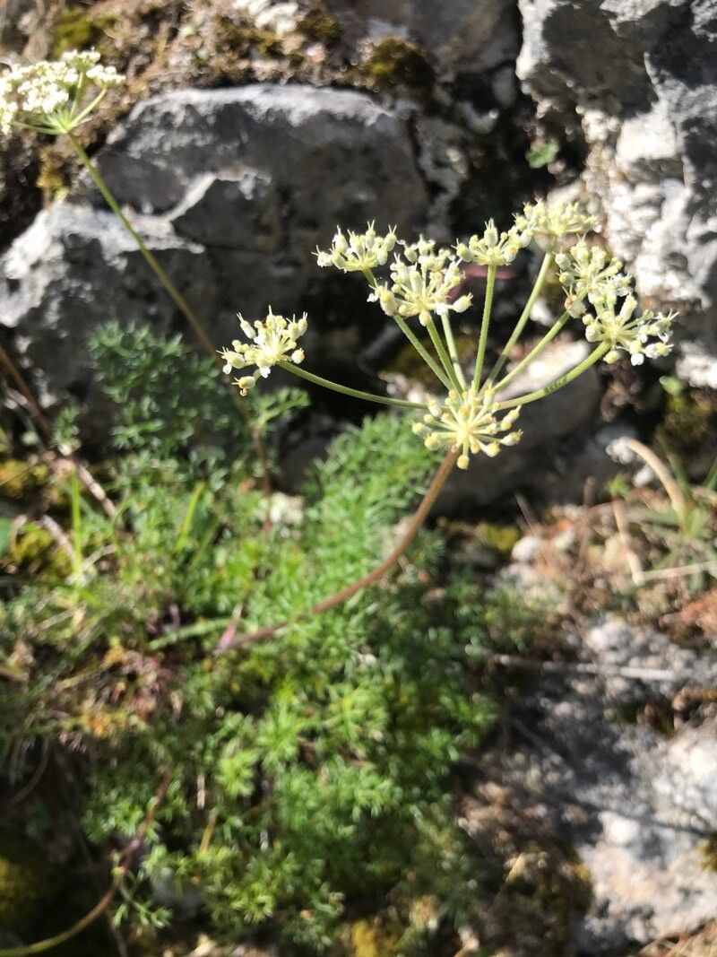 Seseli austriacum flower