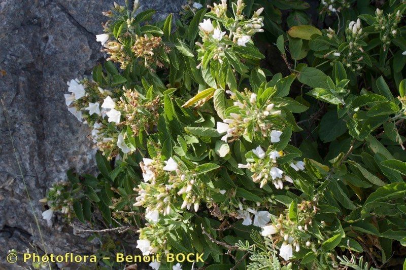 Convolvulus fernandesii other
