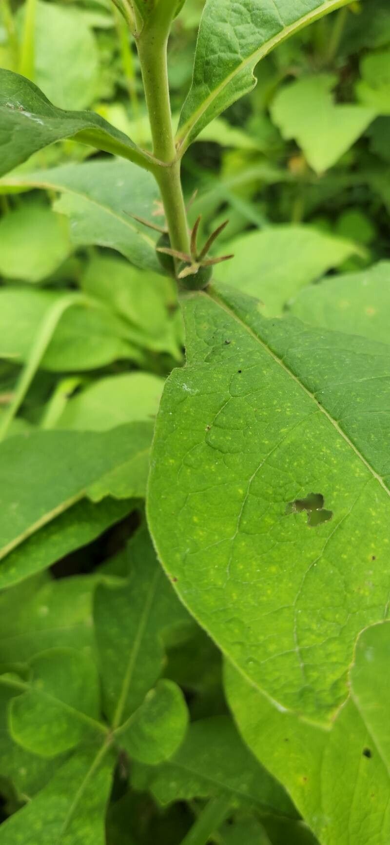 Triosteum perfoliatum leaf