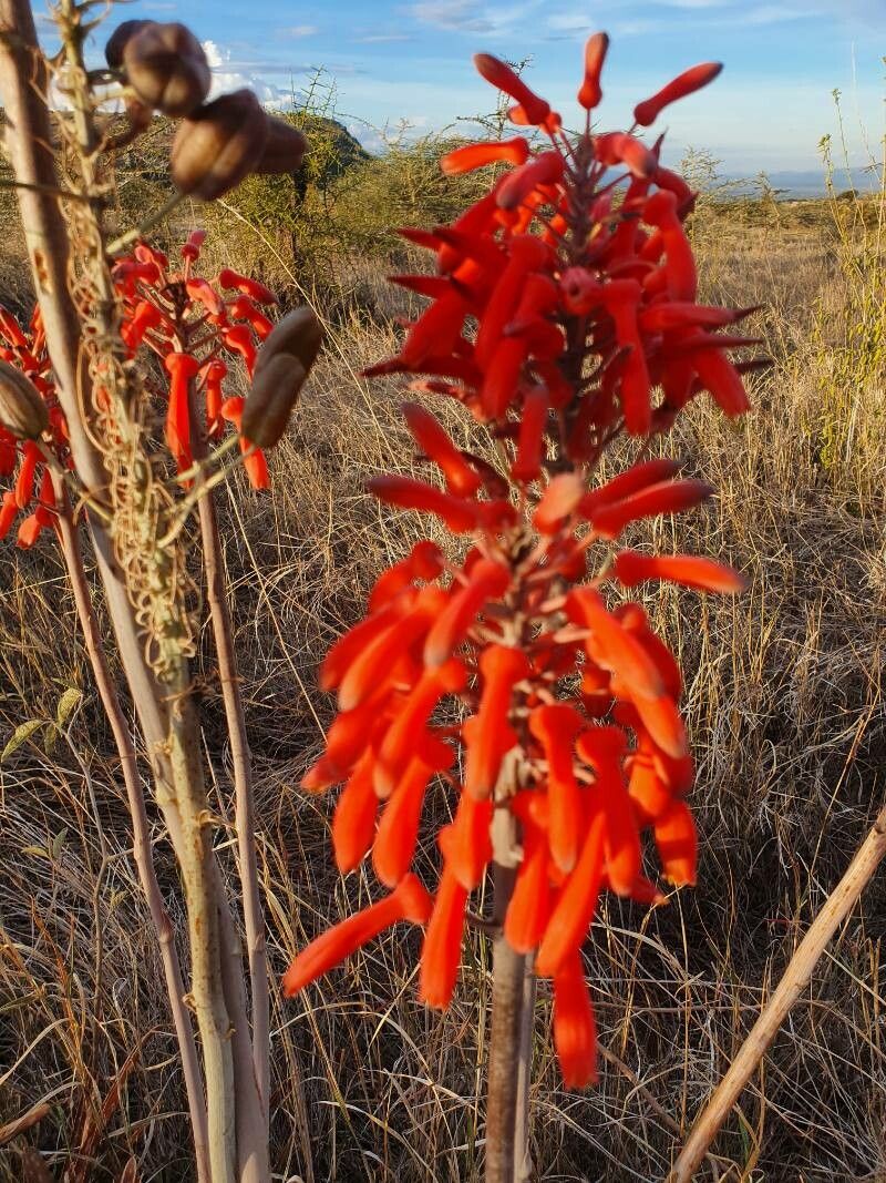 Aloe ellenbeckii flower