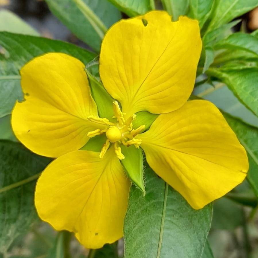 Ludwigia bonariensis flower