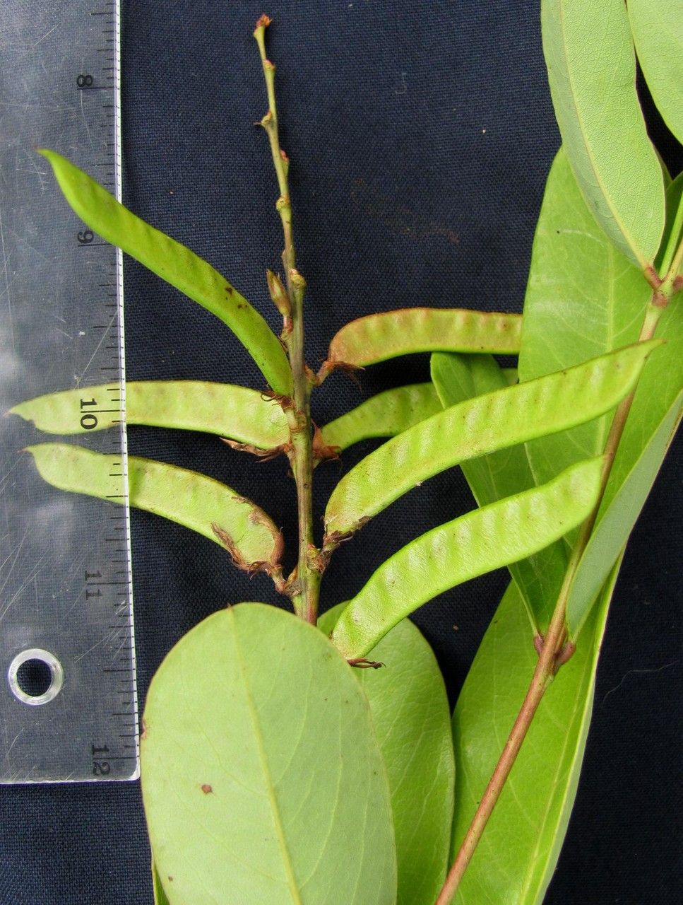 Galactia glaucescens other