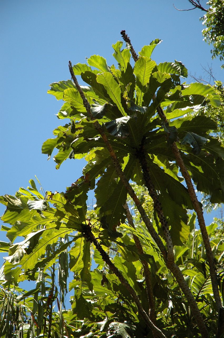Ficus pseudopalma — search result for 'Dracaena'