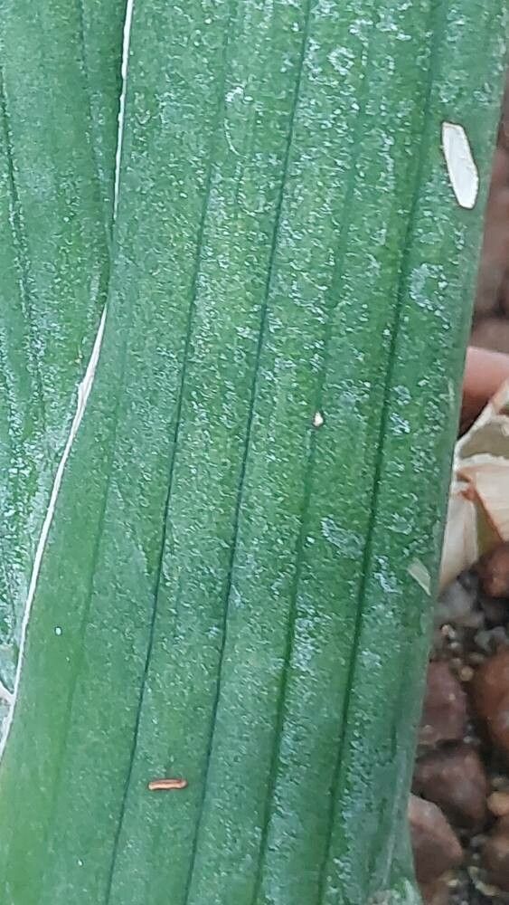 Dracaena canaliculata — search result for 'Dracaena'