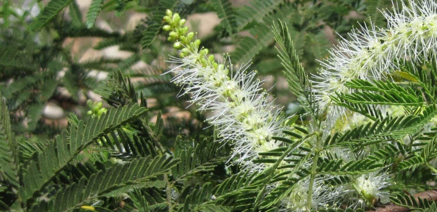 Mimosa tenuiflora — search result for 'Venezuela'