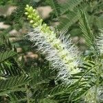 Mimosa tenuiflora
