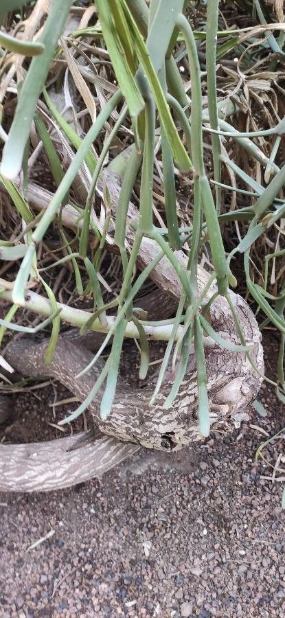 Euphorbia alcicornis bark