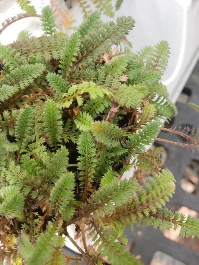 Leptinella squalida — houseplant care guide