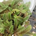Leptinella squalida