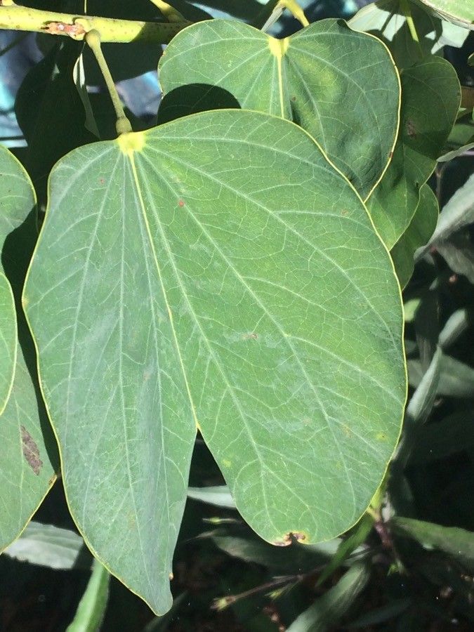 Bauhinia monandra — search result for 'Bauhinia'