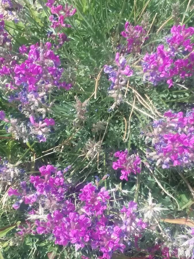 Oxytropis lambertii — houseplant care guide