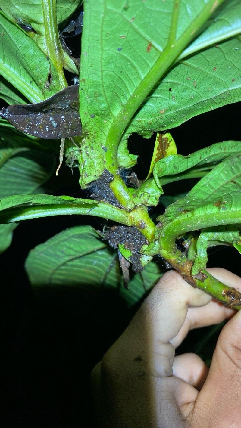 Miconia povedae leaf