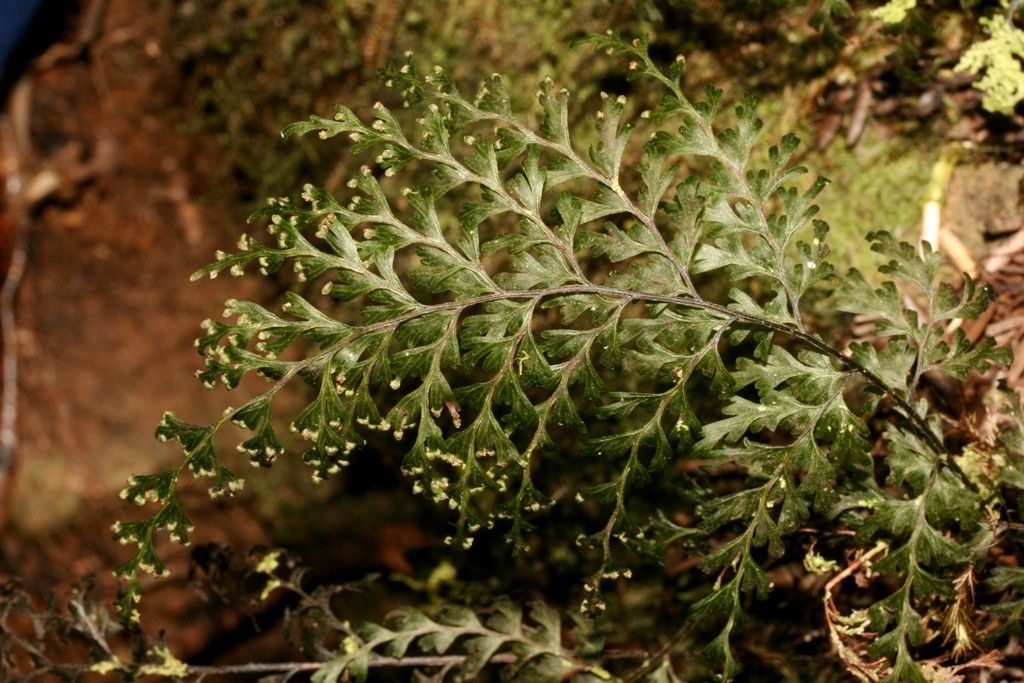 Hymenophyllum imbricatum habit