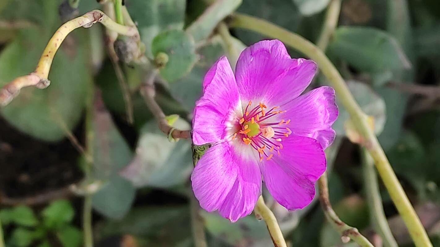 Cistanthe grandiflora flower