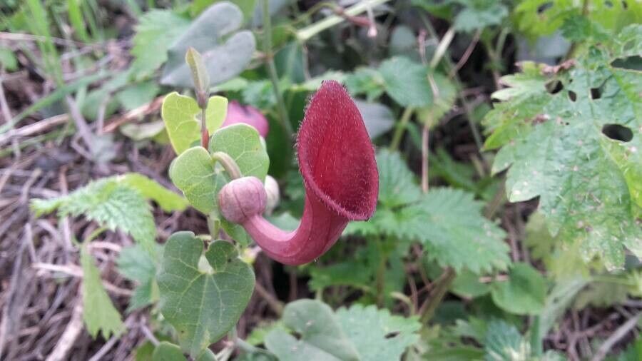 Aristolochia baetica flower
