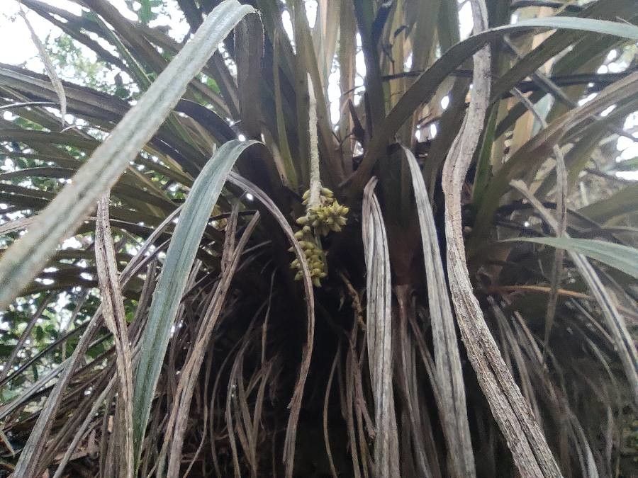 Astelia hemichrysa fruit