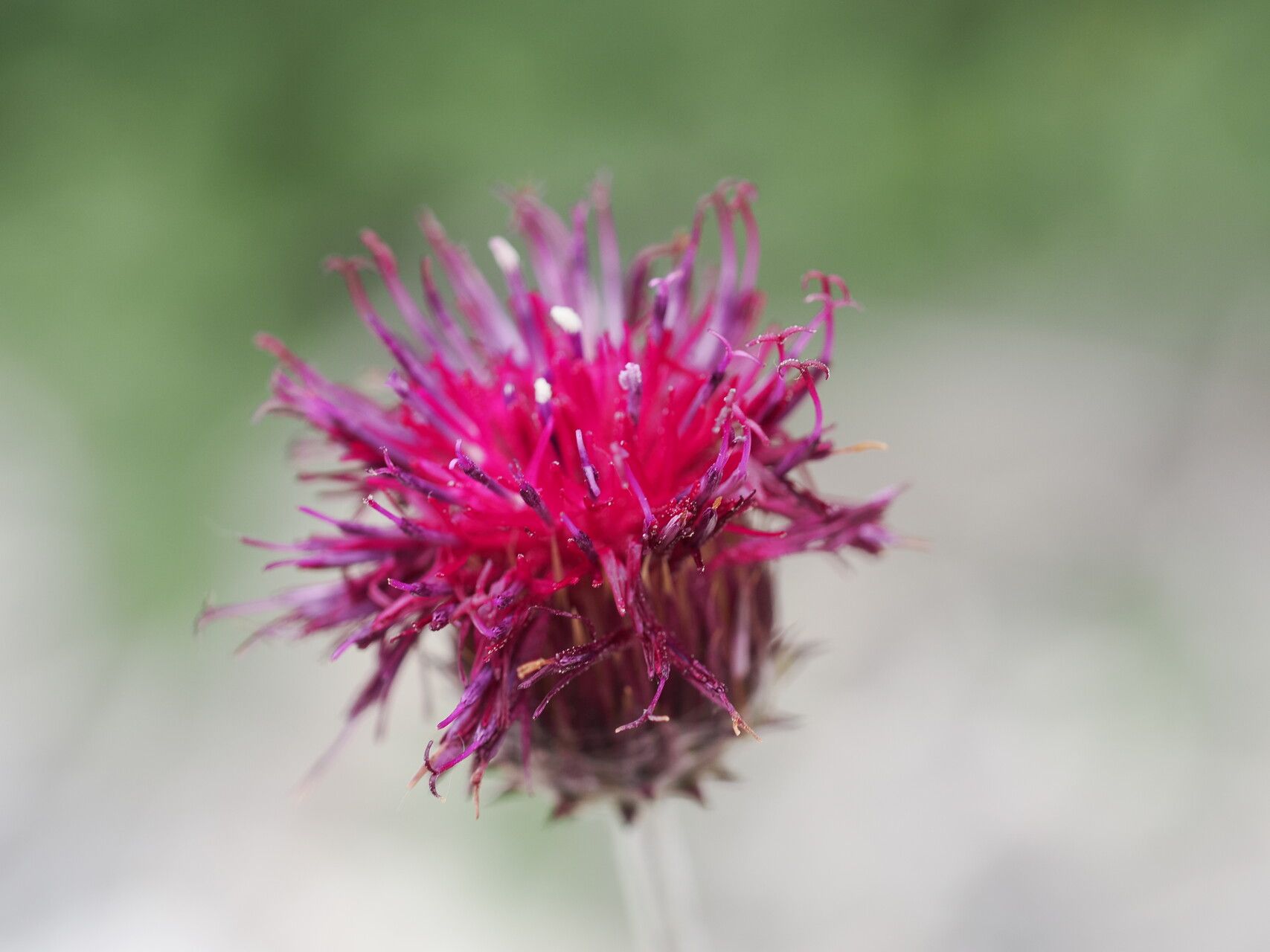 Jurinea blanda flower