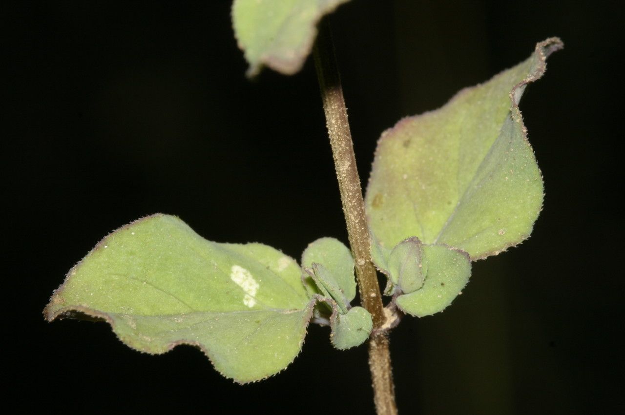 Origanum libanoticum leaf