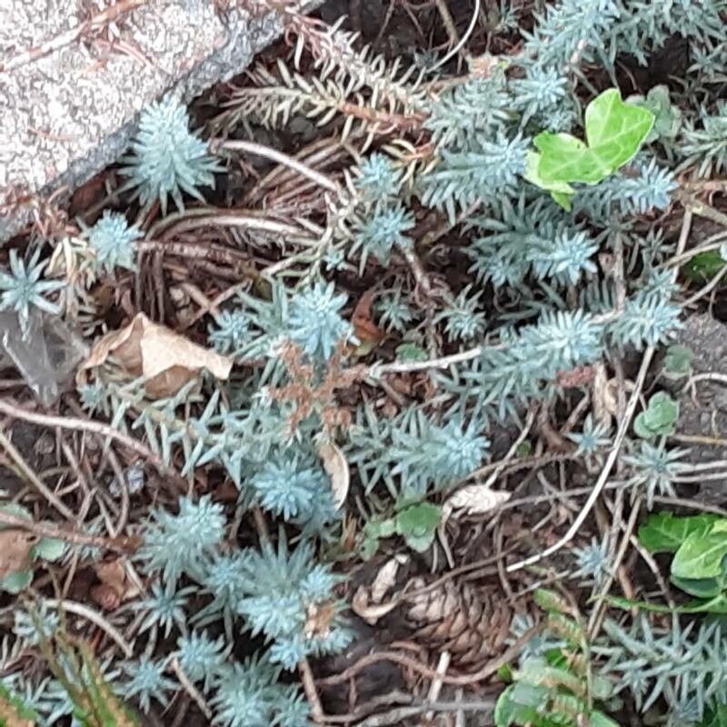 Petrosedum forsterianum — related species from the same genus