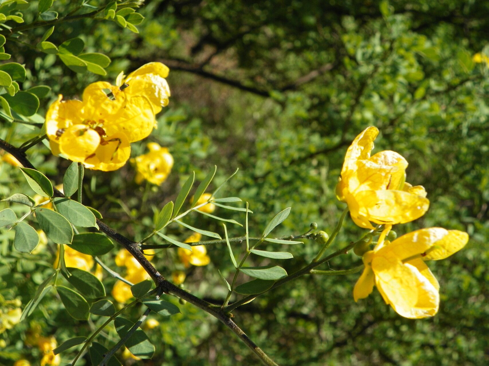 Senna wislizeni — search result for 'Senna'