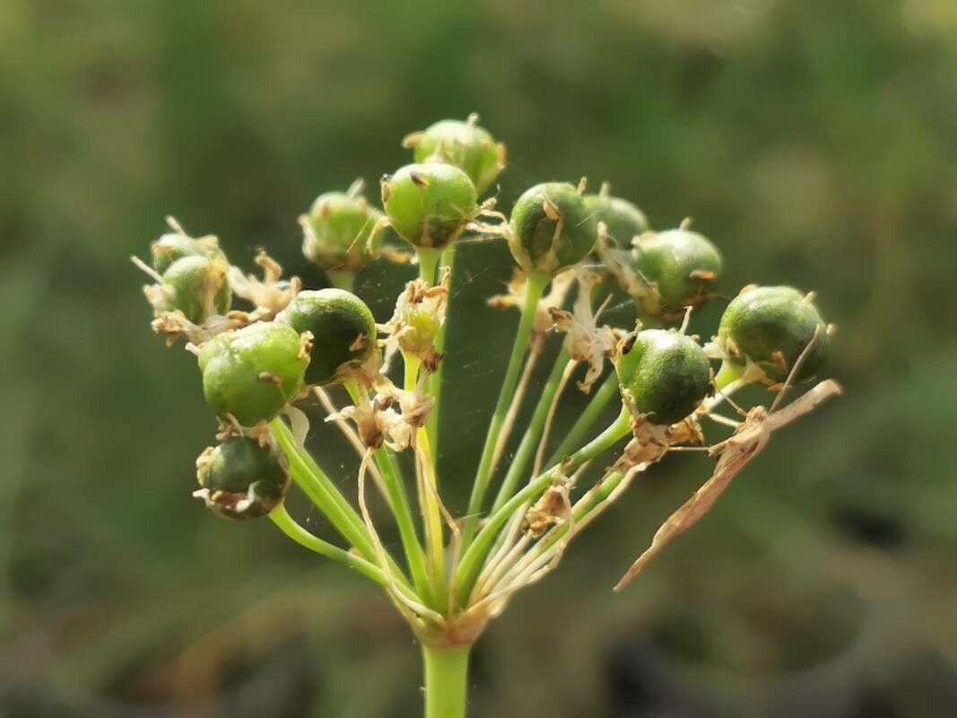Allium ramosum fruit