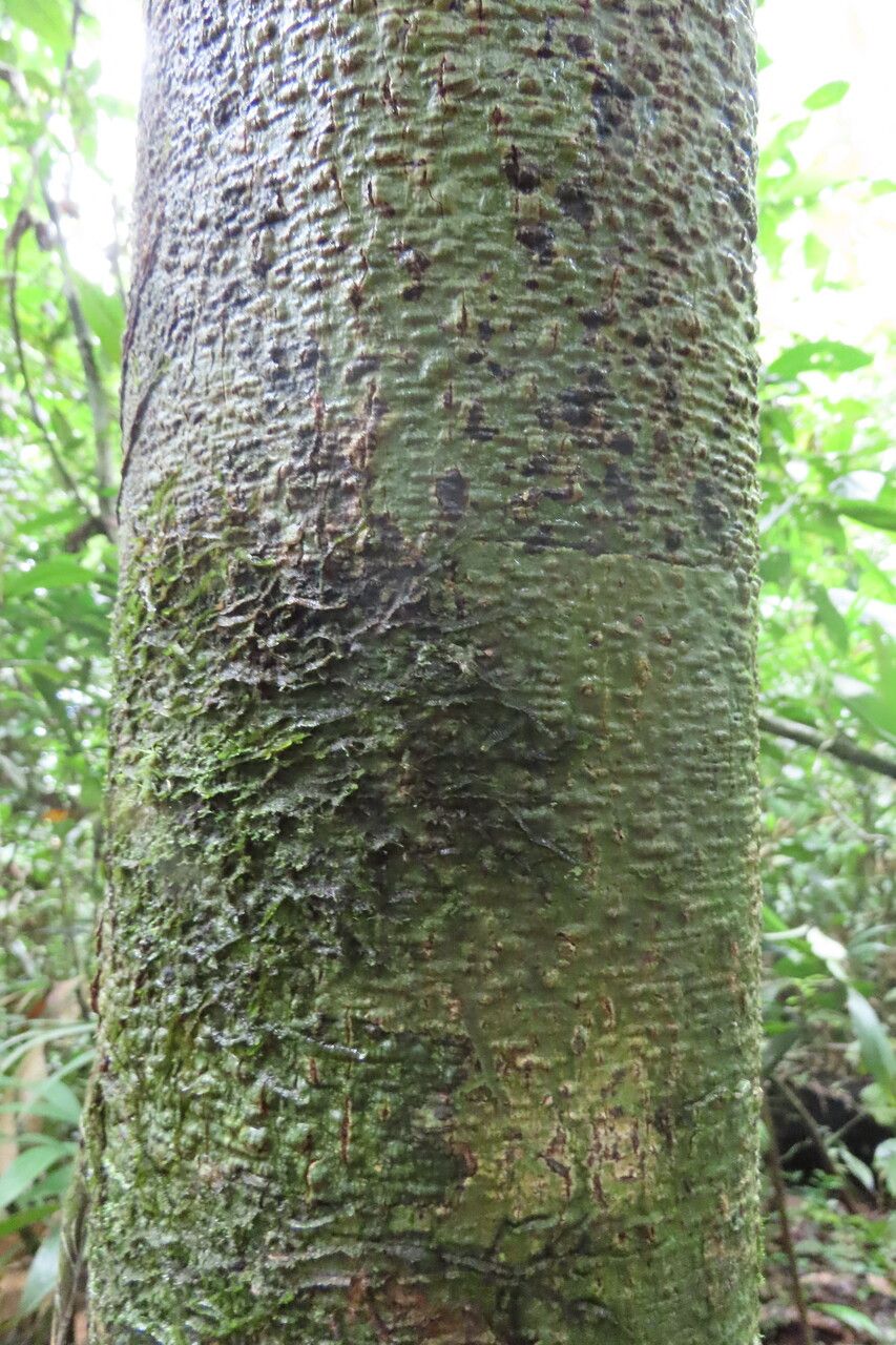Anaxagorea crassipetala bark