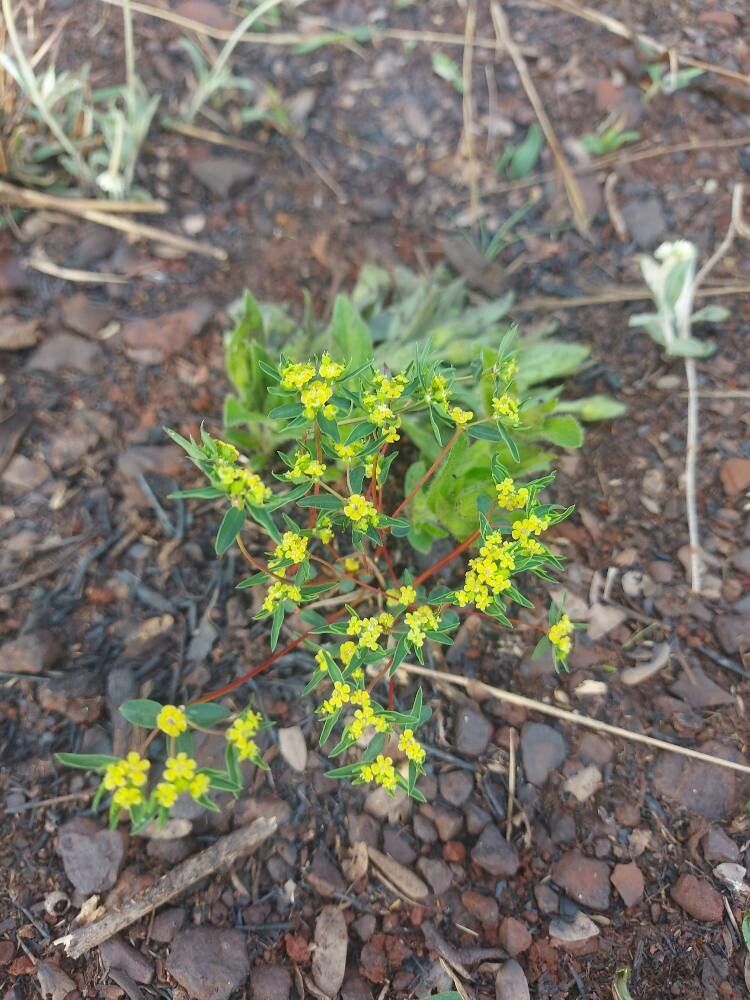 Euphorbia potentilloides — houseplant care guide